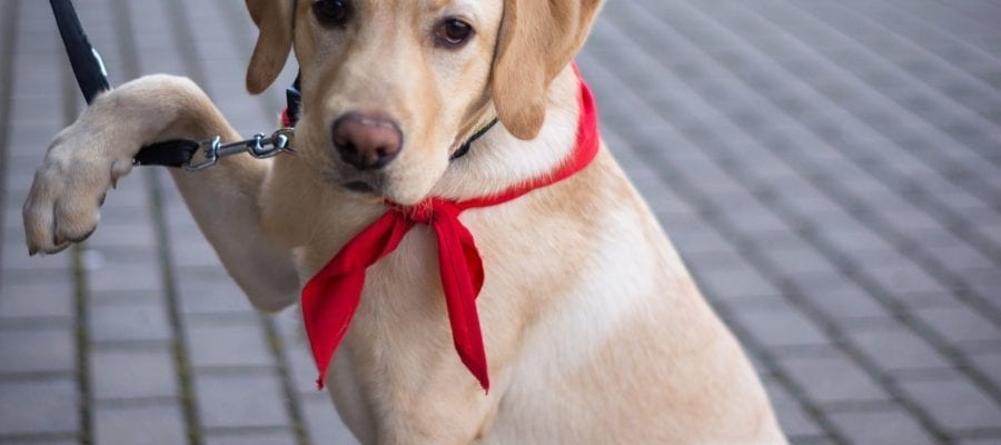 beste Tierhalter Haftpflicht versicherung finden